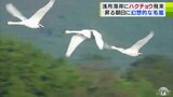 浅所海岸にハクチョウ飛来 昇る朝日に幻想的な毛嵐 青森県平内町|TBS NEWS DIG