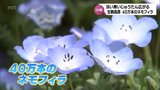 さわやかなブルーが美しく 約40万本のネモフィラが見ごろを迎える 小林市生駒高原 | MRTニュース | MRT宮崎放送
