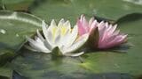 目にあでやか白やピンク色の花 スイレン見頃 三重・御浜町 | 名古屋・愛知・岐阜・三重のニュース【CBC news】 | CBC web