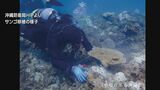 辺野古移設工事めぐり 沖縄防衛局が大浦湾側でのサンゴの移植作業をすべて完了|TBS NEWS DIG