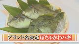 ブランド名「ぽちゃかわハギ」　JR西グループが廃校で陸上養殖　肝が生で食べられる「本カワハギ」　|　BSSニュース | BSS山陰放送