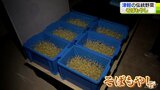 「青森県の食文化を守る」 津軽の伝統野菜そばもやし|TBS NEWS DIG