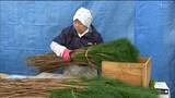 「目標は年間100万本出荷」“クロマツ”県内初の栽培取り組み　正月飾り用に本格出荷　南三陸町|TBS NEWS DIG