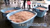 「料理屋に卸していた分は全く出せん」新湊シロエビ漁 深刻な不漁が続く…休漁長期化で飲食店・鮮魚店にも打撃 富山 | 富山のニュース|天気・防災|チューリップテレビ