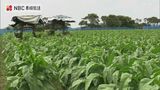 25年来で最高の出来!葉タバコの収穫【長崎県五島市】 | 長崎のニュース | 天気 | NBC長崎放送