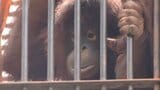 「生きていてよかった」ファン感涙!とべ動物園のオランウータン「ハヤト&ジェニファー」待望の同時公開|TBS NEWS DIG