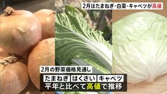 2月の野菜価格の見通し「たまねぎ」「はくさい」「キャベツ」が高値 農水省| TBS CROSS DIG with Bloomberg