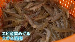 ホンジュラス大統領選 争点は“エビ”　台湾と外交を断ち中国と国交樹立も輸出減で雇用喪失　中国と台湾 どちらを選ぶ？| TBS CROSS DIG with Bloomberg