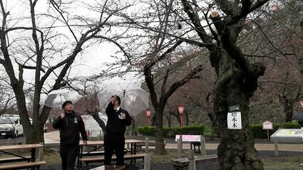 津山市でも桜が開花 市の観光協会が鶴山公園のサクラの標本木で確認