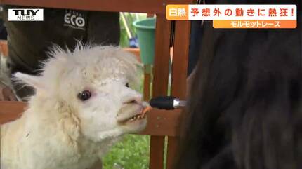 動物園VS動物海洋専門学校 火花を散らすモルモットレース！ 勝敗を当て