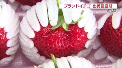 1粒80g500円！「糖蜜使用のこだわりいちご」出荷最盛期 熊本JA菊池