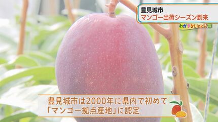 今が旬！豊見城産マンゴーの魅力を深掘り | 沖縄のニュース｜RBC 琉球