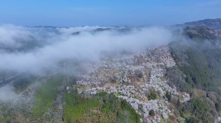 約5,000本のソメイヨシノが朝霧に包まれて 今だけの幻想的な風景に