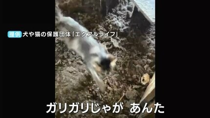 床に散らばる骨・死骸」部屋には66匹のネコ “多頭飼育崩壊” の現場に