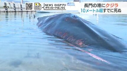 迷いクジラ？港で発見 すでに死ぬ 山口県長門市 | 山口のニュース