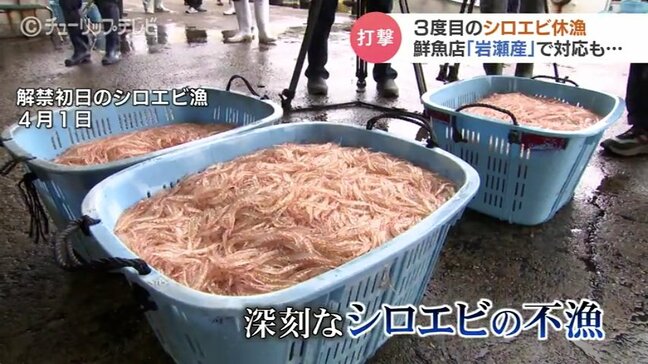 「料理屋に卸していた分は全く出せん」新湊シロエビ漁　深刻な不漁が続く…休漁長期化で飲食店・鮮魚店にも打撃　富山|TBS NEWS DIG