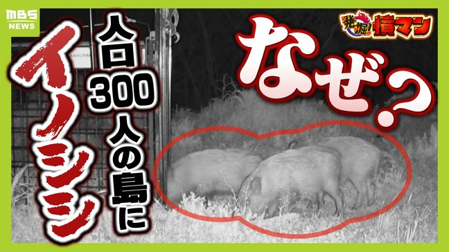 【大繁殖】人口300人の島に300頭のイノシシ もともとは生息していなかったのになぜ?「泳いで来た」か…島民・行政で対策も数減らず 兵庫の離島で一体何が|TBS NEWS DIG