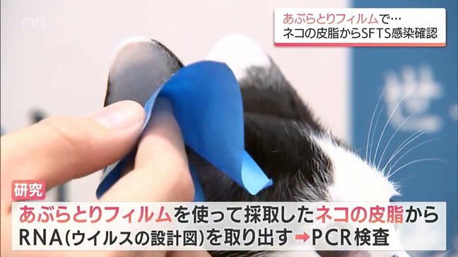 あぶらとりフィルムでネコの皮脂から「SFTS」感染を確認　宮崎大学などの研究グループ|TBS NEWS DIG
