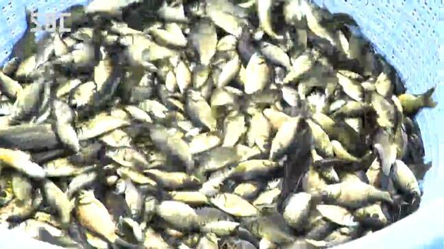 秋の味覚小ブナ出荷　猛暑の影響で…出荷は予定の半分の700キロに「サイズは小ぶりながら品質は良い」長野・中川村|TBS NEWS DIG