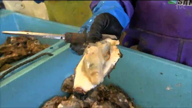 蒸しガキ3000個振る舞う　「牡蠣祭り」にぎわう　宮城・南三陸町|TBS NEWS DIG