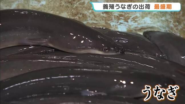 もうすぐ土用の丑の日！うなぎの出荷が最盛期　今年は例年より価格安　稚魚豊漁のため　徳島・阿南市|TBS NEWS DIG