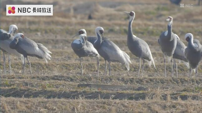 越冬地から大陸に帰る途中 羽を休める　長崎・対馬市で ”ツルの北帰行” 観察|TBS NEWS DIG