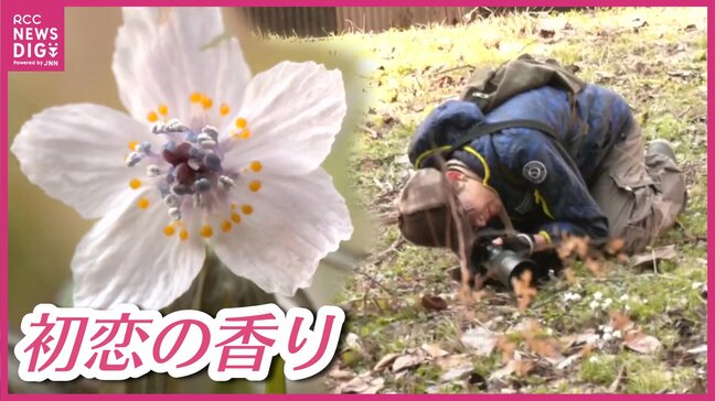 「春一番に咲く花で可憐」セツブンソウの自生地を一般公開 広島・庄原市|TBS NEWS DIG