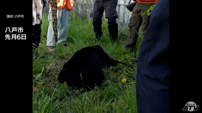 【クマの緊急銃猟】12道県で73件実施　このうち全体の約6割は東北　東北各県の実施件数は山形が全国最多の19件　青森は3件|TBS NEWS DIG