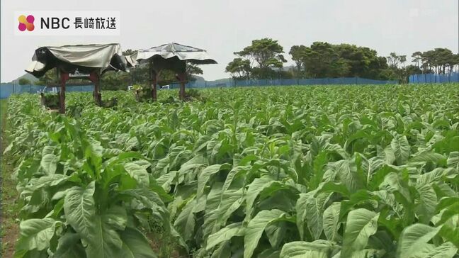 25年来で最高の出来！葉タバコの収穫【長崎県五島市】|TBS NEWS DIG