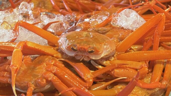 「ベニズワイガニ」水揚げ量日本一　境港で初競り…最高値は去年より2万円近く上昇「これからの期待でワクワクです」|TBS NEWS DIG