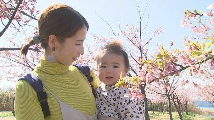 最高気温4月上旬並みに　河津桜見ごろ迎える…今年は咲き始めが1週間ほど早く、見ごろは例年通りの見込み　|　BSSニュース | BSS山陰放送