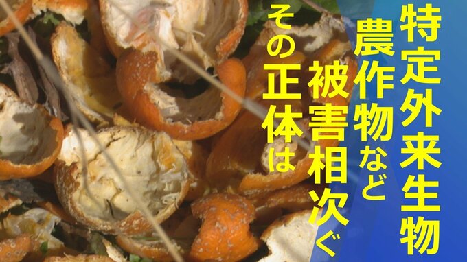 特定外来生物による農作物などの被害相次ぐ　その正体は？　県内の捕獲数はこの10年で約20倍に|TBS NEWS DIG