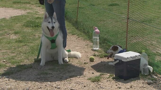 ペットの熱中症、防ぐには？　もしも熱中症になってしまったら…獣医師に聞く　|　BSSニュース | BSS山陰放送