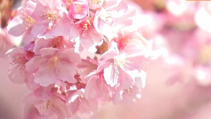 2月に咲く河津桜が閑散期観光を変えた　早咲きと地域主体が生んだ需要創出