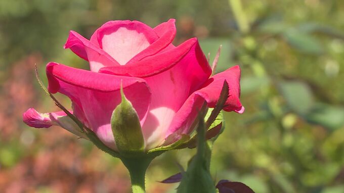 色鮮やかに・・・「秋のバラ展」１０月１２日から　宇部市・ときわミュージアム　|　山口のニュース・天気・防災｜tys NEWS｜ｔｙｓテレビ山口