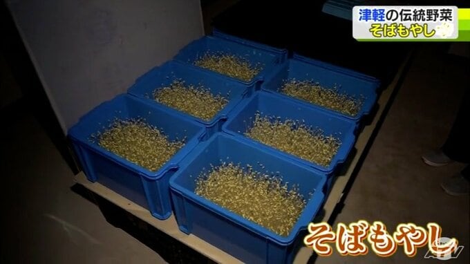 「青森県の食文化を守る」　津軽の伝統野菜そばもやし|TBS NEWS DIG