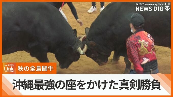 猛牛が激突！　沖縄最強の座をかけた真剣勝負　秋の全島闘牛大会　|　沖縄のニュース｜RBC 琉球放送