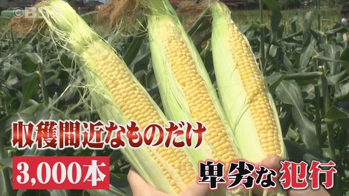 卑劣！一夜にしてトウモロコシ3000本が消えた…収穫目前のものだけ盗まれる　|　BSSニュース | BSS山陰放送