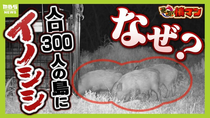 【大繁殖】人口300人の島に300頭のイノシシ　もともとは生息していなかったのになぜ？「泳いで来た」か…島民・行政で対策も数減らず　兵庫の離島で一体何が　|　MBSニュース | 関西の最新ニュースを分かりやすく。
