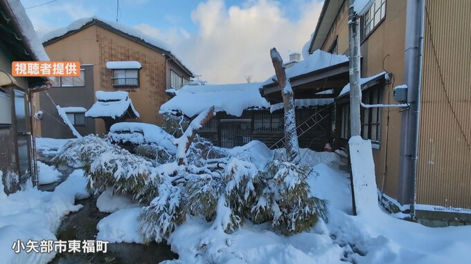 高さ約4mの松の木が真っ二つ　雪の重みで折れたか　県道は一時通行止めに　富山・小矢部市　|　富山のニュース｜天気・防災｜チューリップテレビ