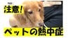 「救えるか、救えないか」油断大敵な”ペットの熱中症”　危険なペットには特徴があった…獣医師が解説する「気をつけたいポイント」と「命を守る方法」（山形）　|　山形のニュース│TUYテレビユー山形