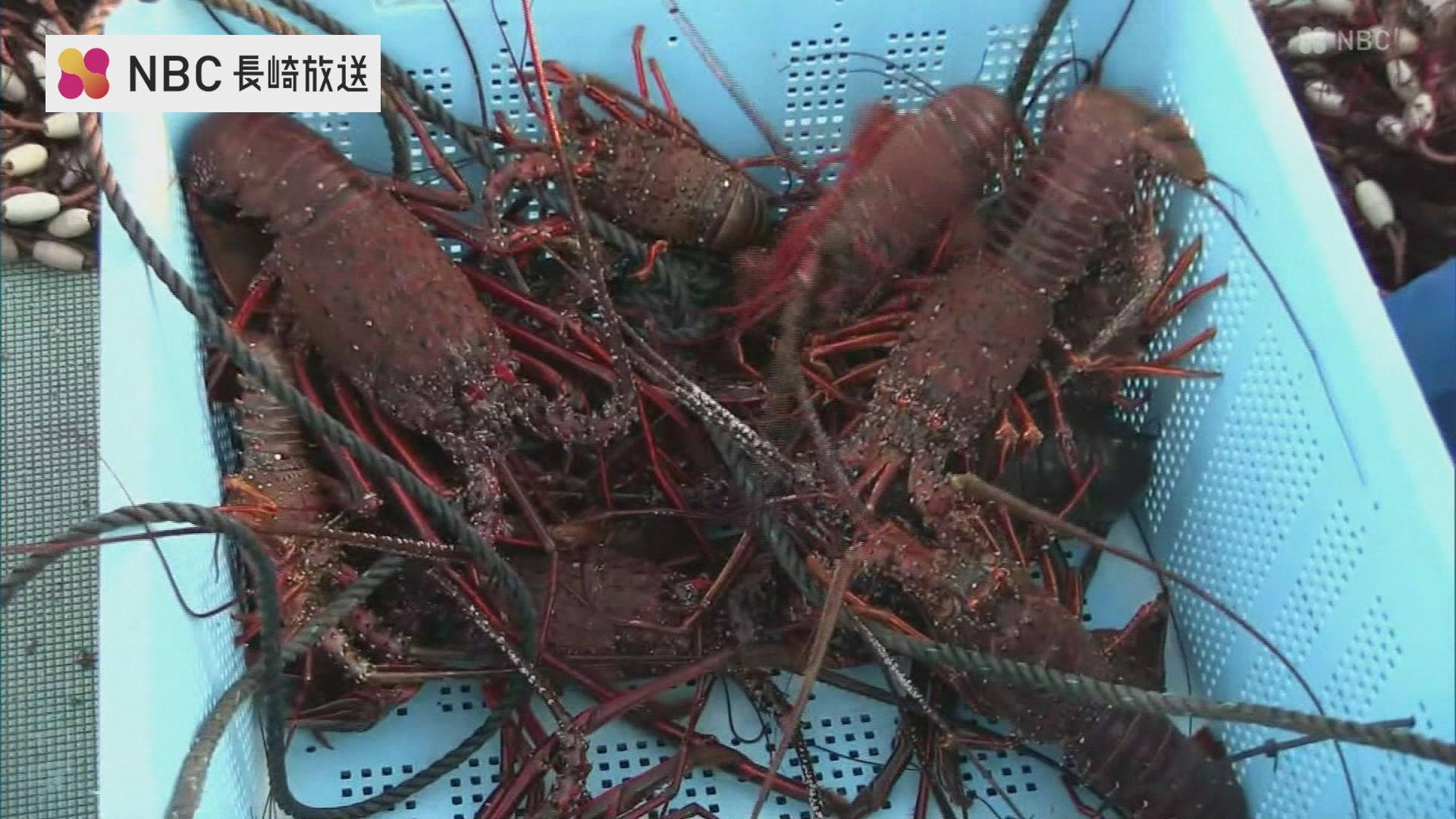 【錆び取り、佐川送料込みに変更】IVANKO イヴァンコ OB-ECON 錆び取り、佐川送料込みに変更】IVANKO イヴァンコ OB-ECON 錆び取り