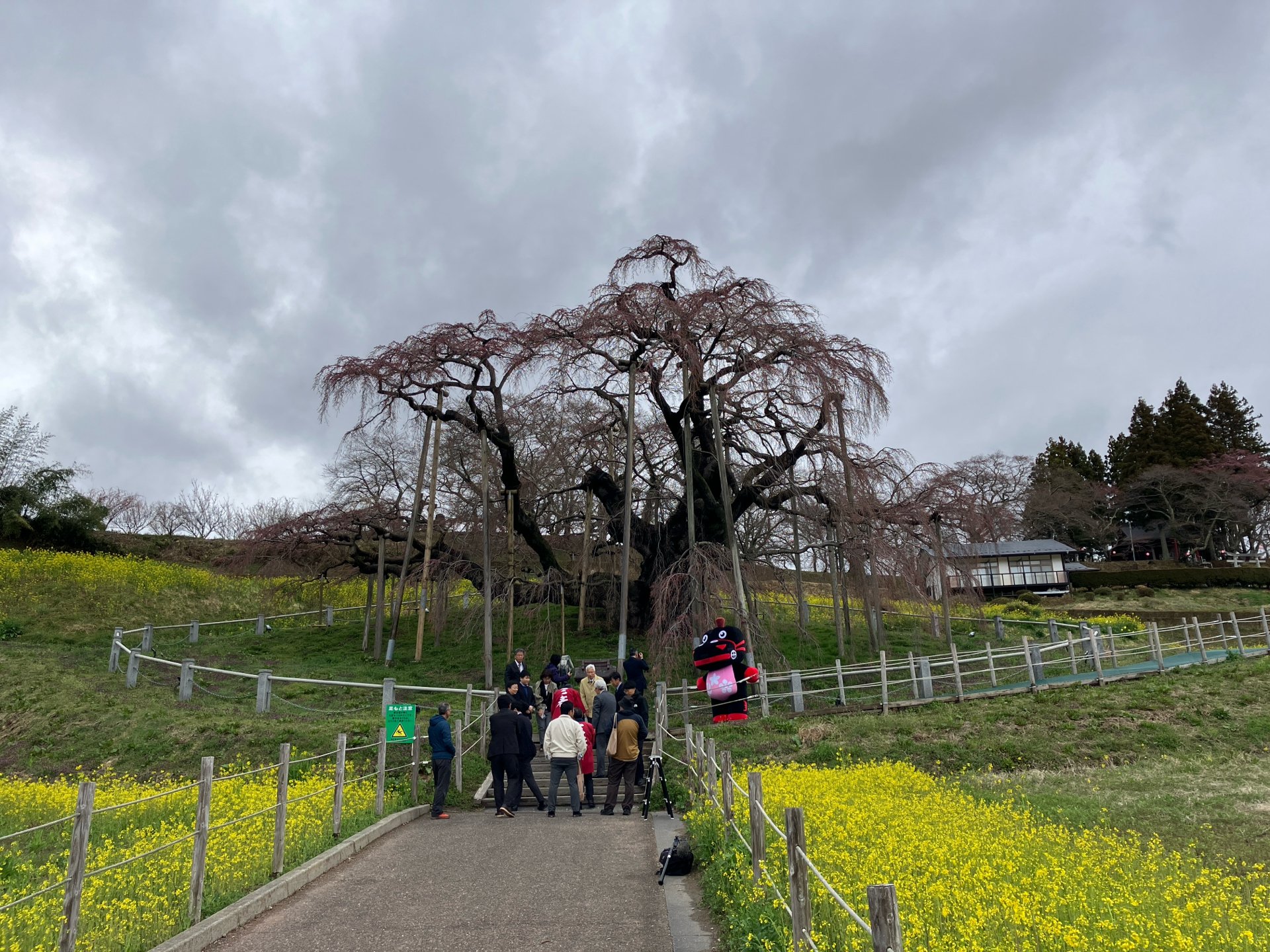 日本三大桜“三春滝桜”が開花 大雪の枝折れ乗り越え去年より6日早く