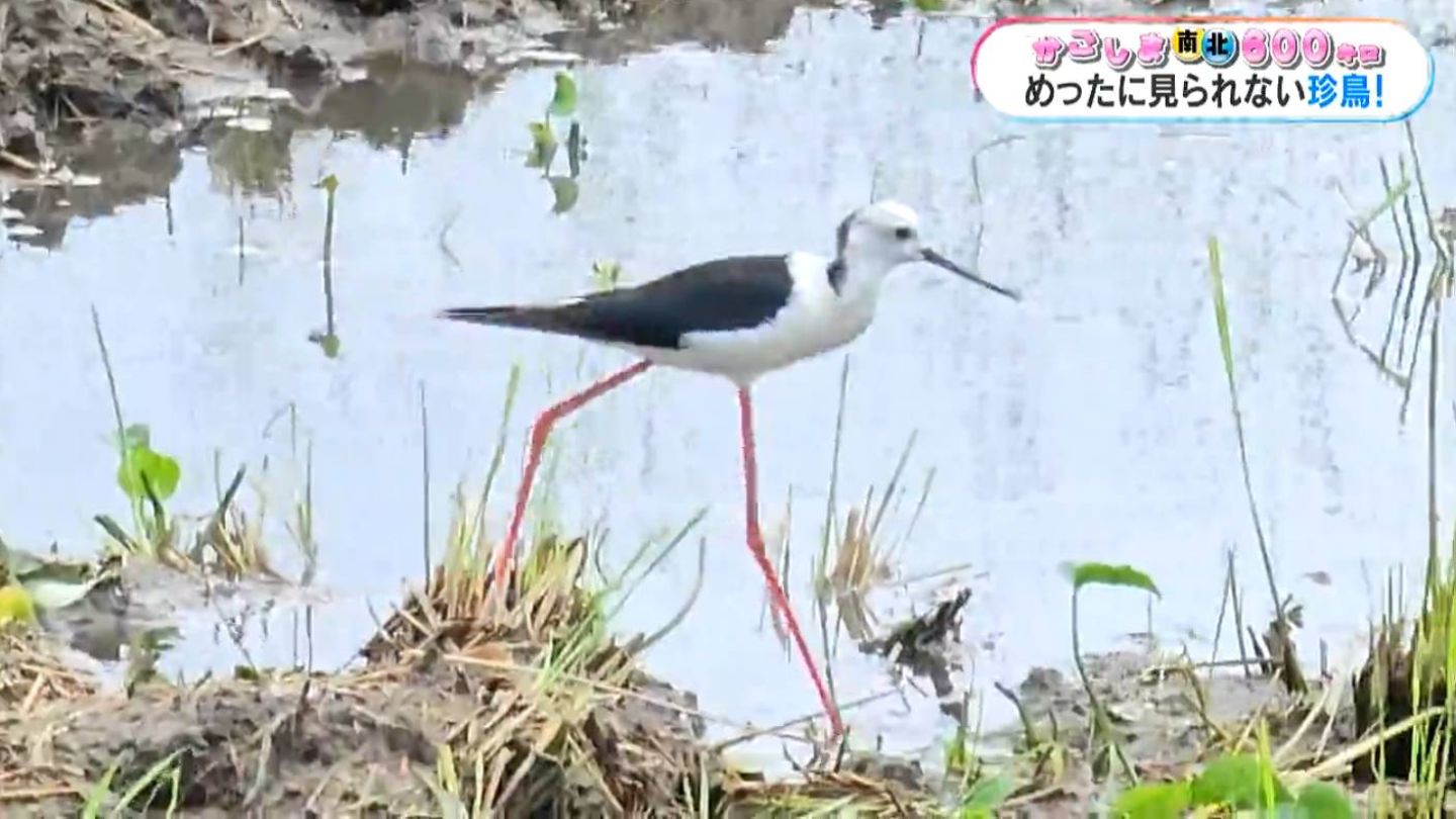 超珍鳥「オーストラリアセイタカシギ」が飛来 甑島【かごしま南北600