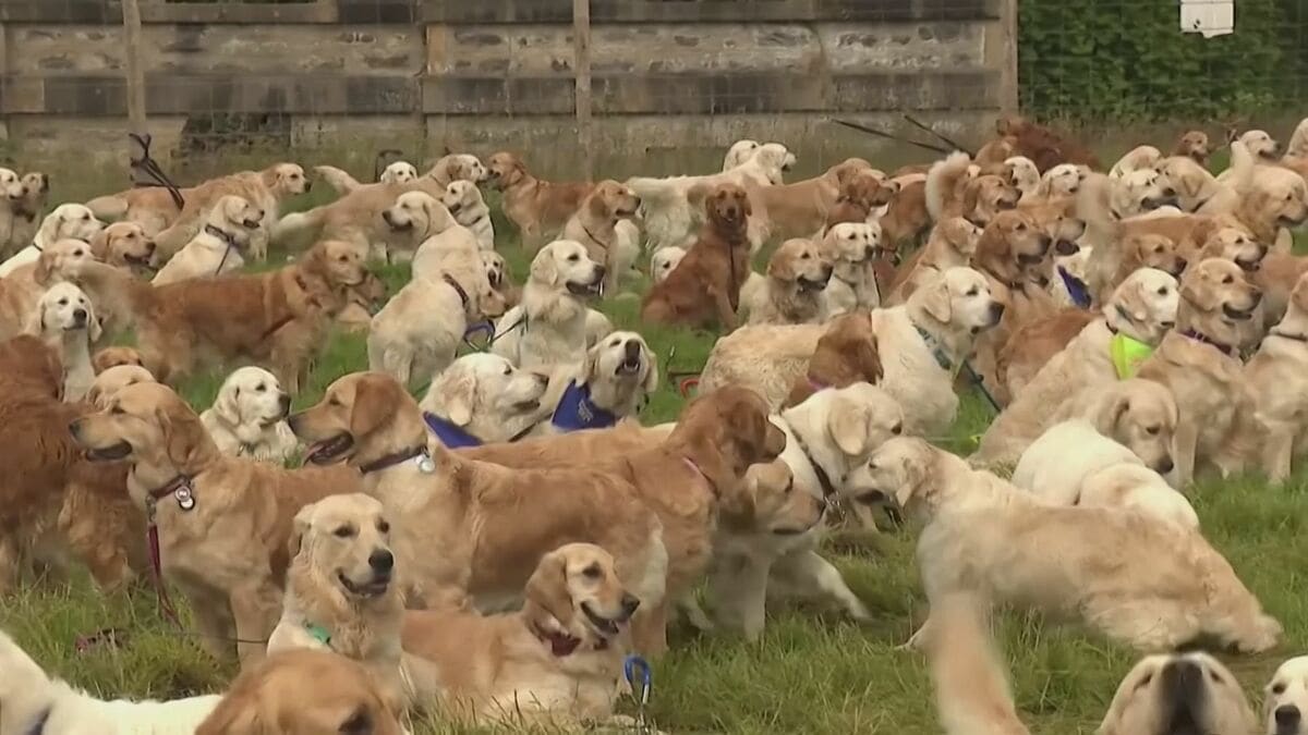 ゴールデンレトリバー誕生155周年 聖地に犬と飼い主が大集合 | TBS