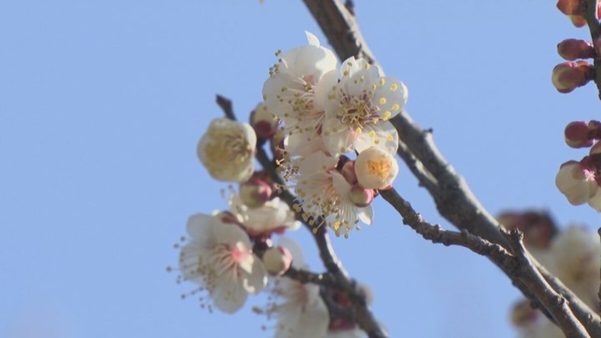 梅の名所で早咲きの品種がほころび始める 園内では梅の限定販売も 甲府