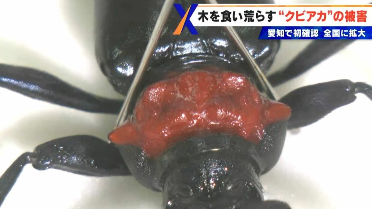 不気味な“赤い首” 艶のある体 ｢クビアカツヤカミキリ｣ 樹木の内部を