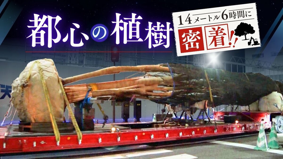 一位の木 img_56a7cd54bf24b72e8e635b7f0b
