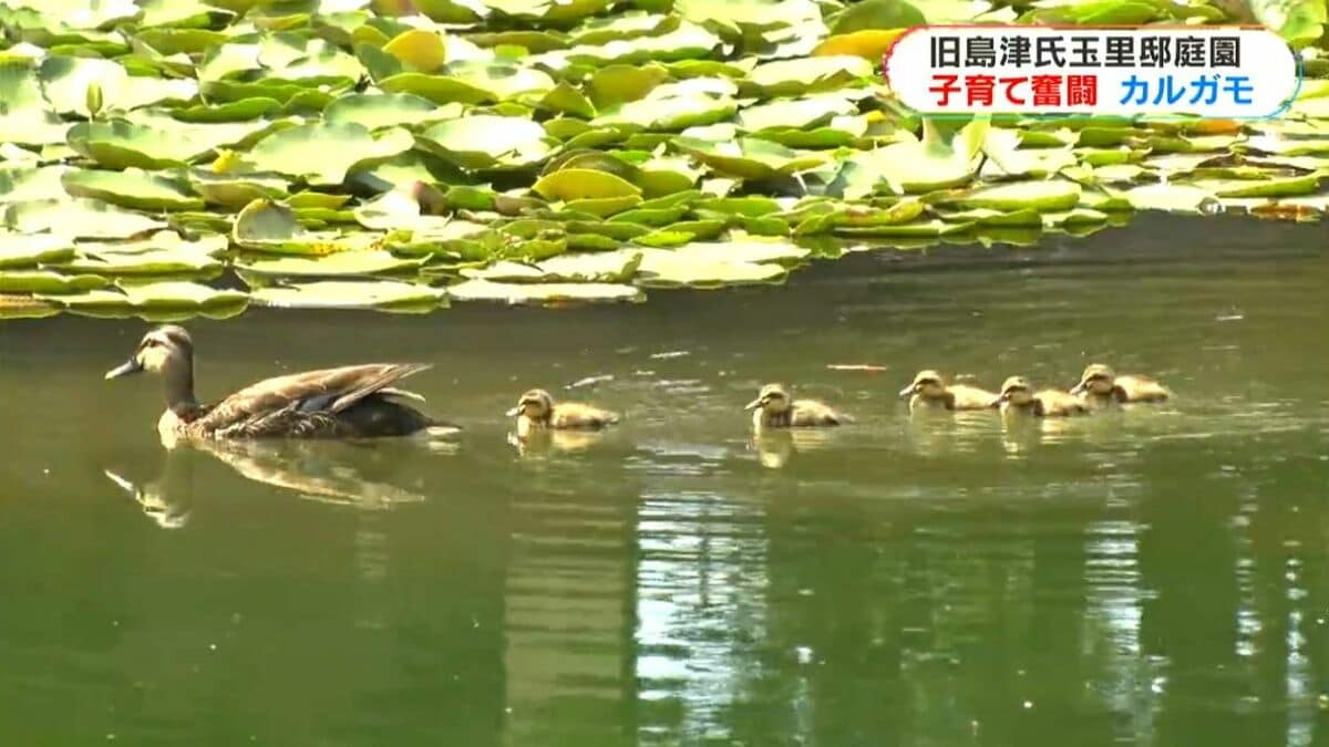 国の名勝「旧島津氏玉里邸庭園」でカルガモが子育て真っ最中　鹿児島