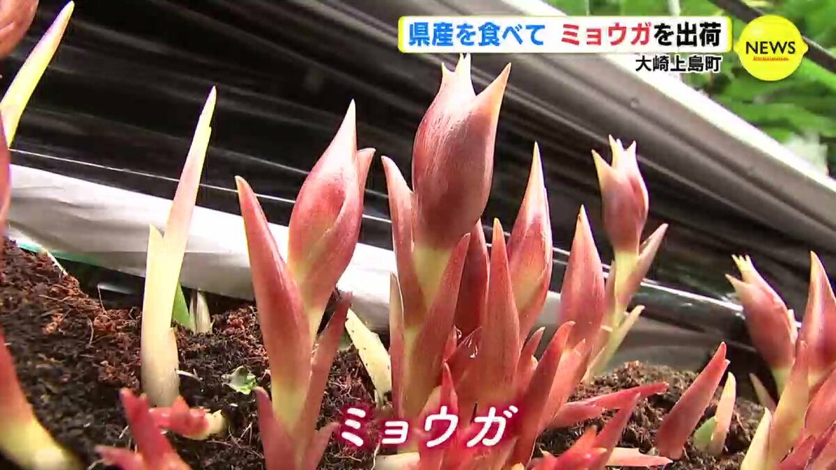 広島県産を食べて 大崎上島 ミョウガの出荷はじまる Rcc News 広島ニュース Rcc中国放送 フォトギャラリー